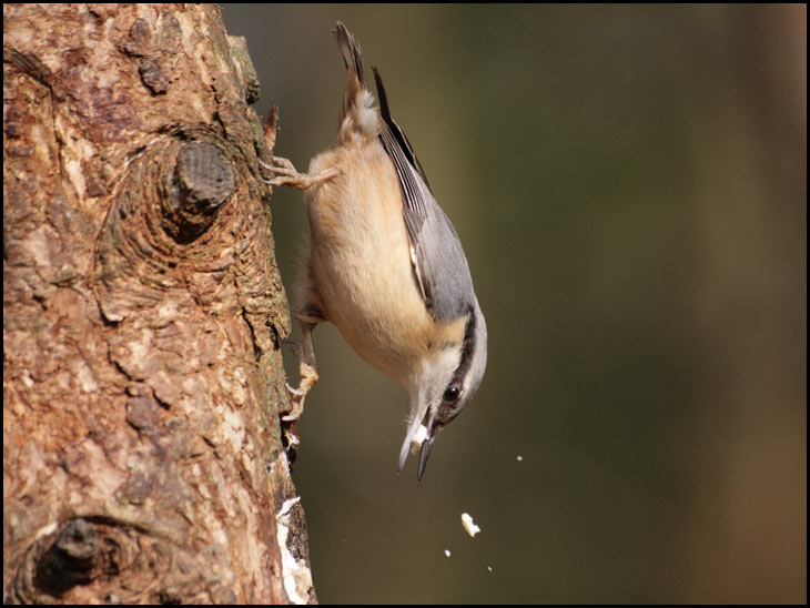 Nuthatch