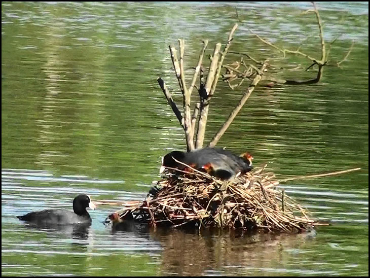A Coot Family