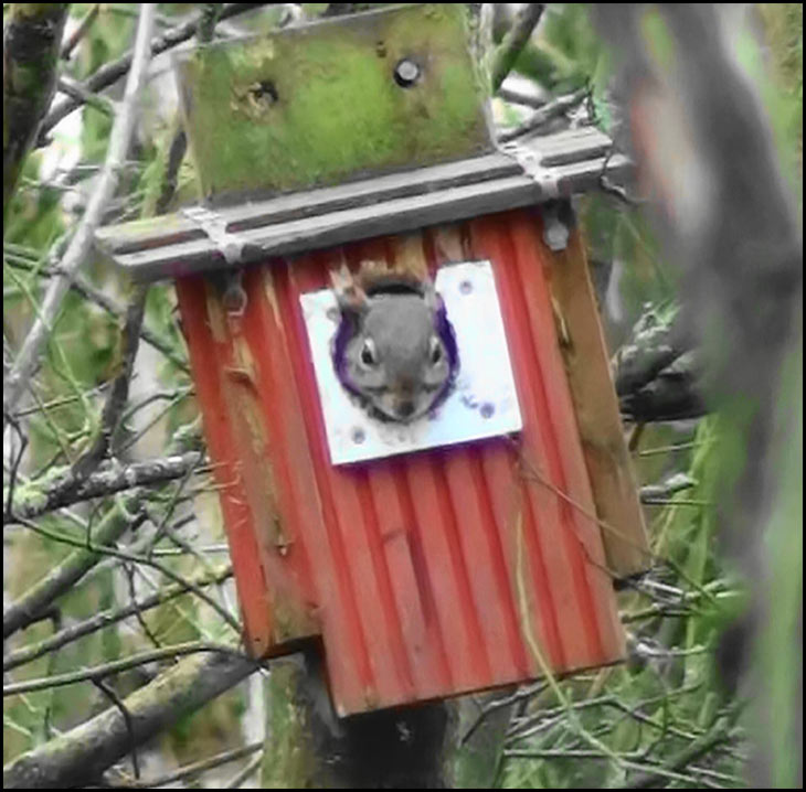 Squirrel-in-a-Box!