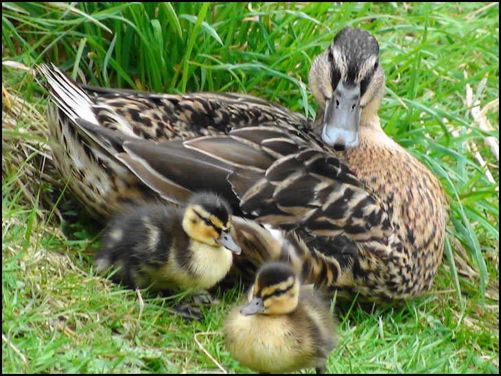 Duck and ducklings