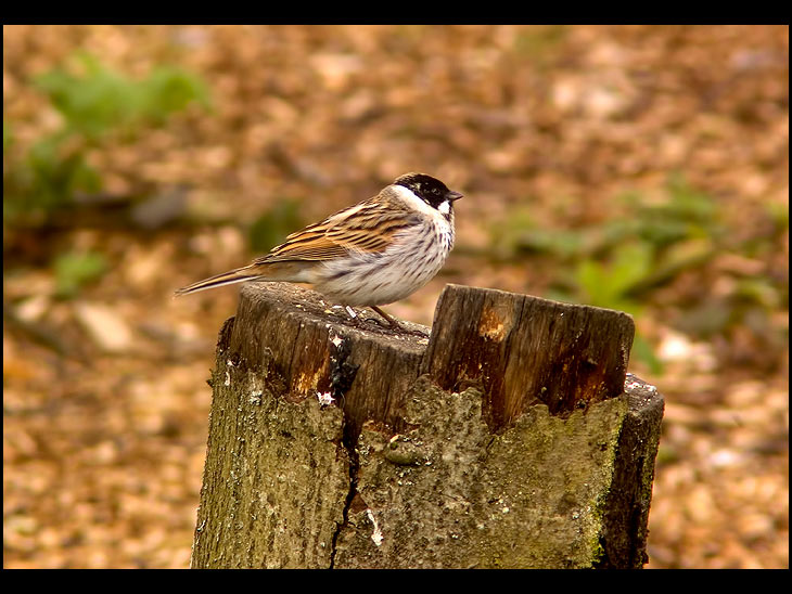 Reed Bunting at Orrell reservoir