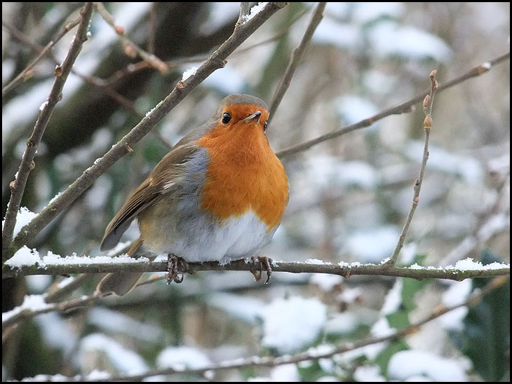 Little Fat Robin