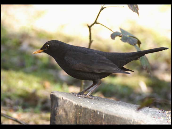 Well stone the crows...