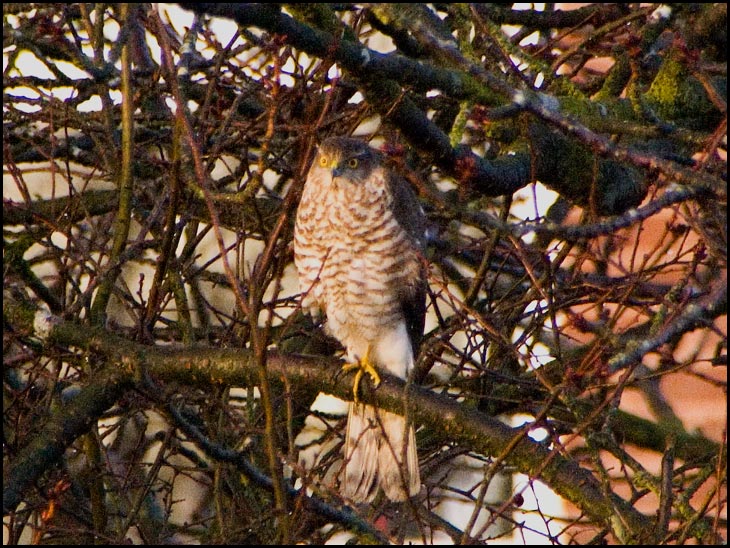 Sparrow Hawk