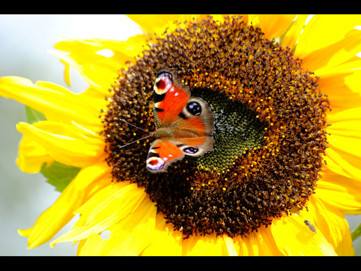 Sunflower and the Peacock