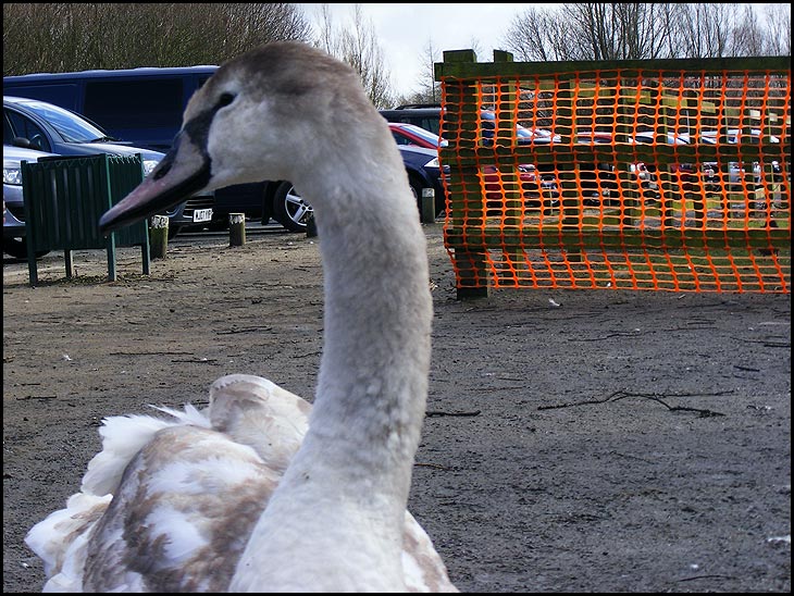 Young Swan