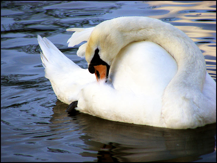 Swan