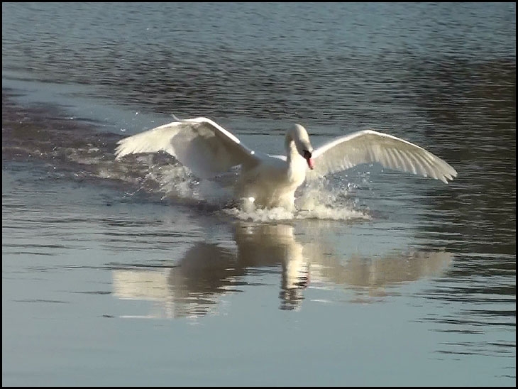 Swan landing