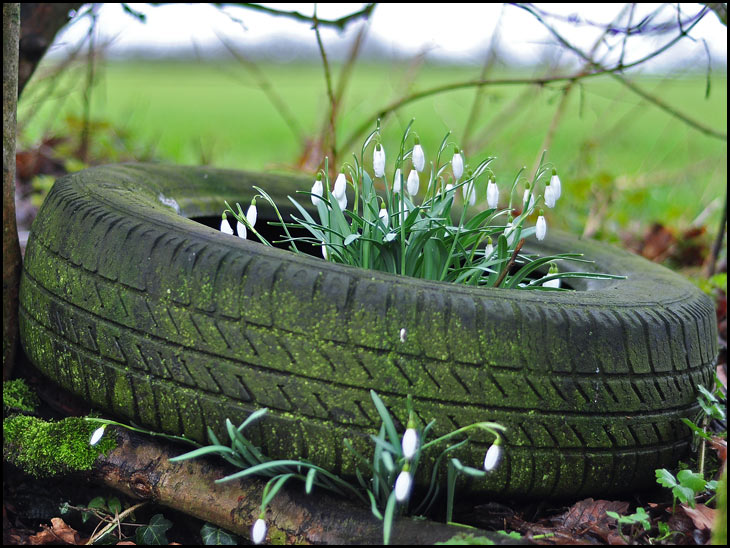 Snow drops