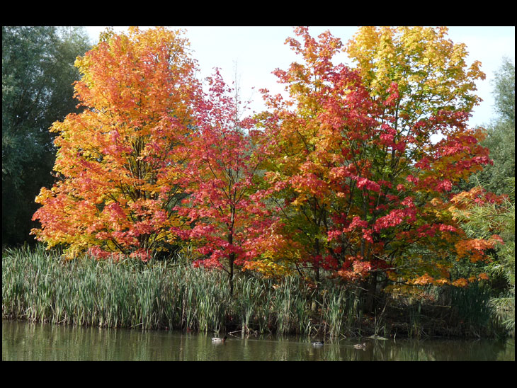 Autumn gold