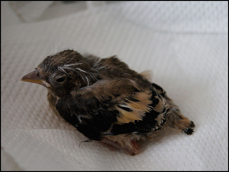 Baby Goldfinch