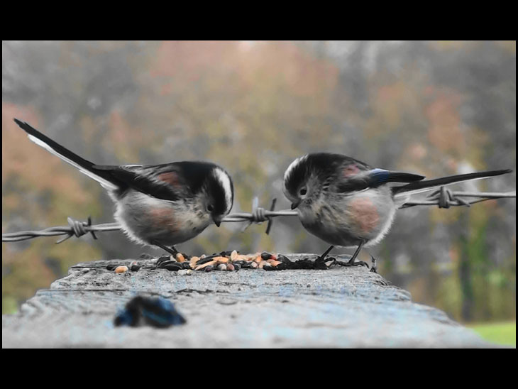 Two long tailed Tits