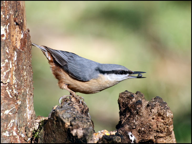 Nuthatch