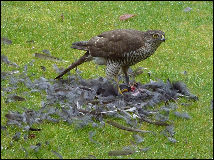 Sparrowhawk