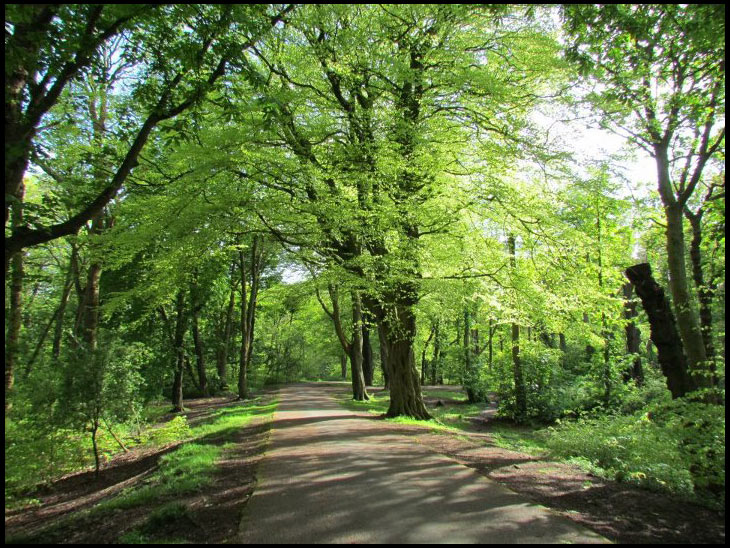 Haigh Hall Plantations