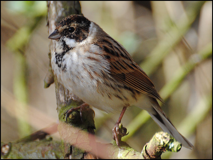 Reed Bunting