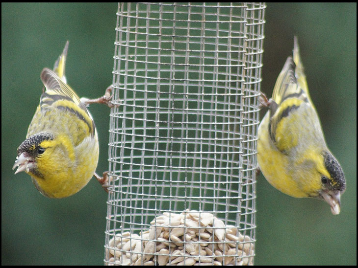 A pait of siskins