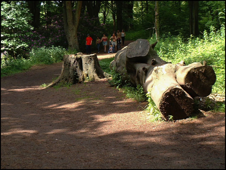 Haigh Hall Plantations