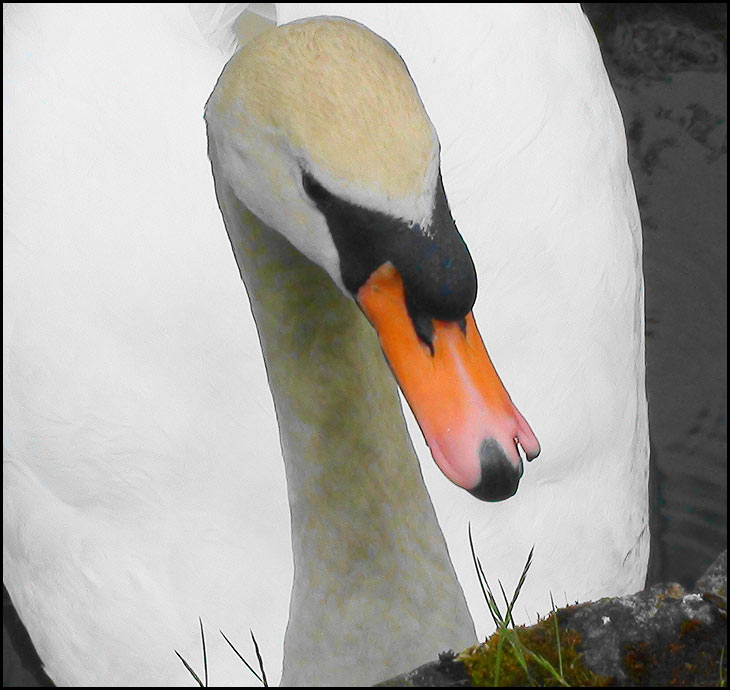 Cracked beak