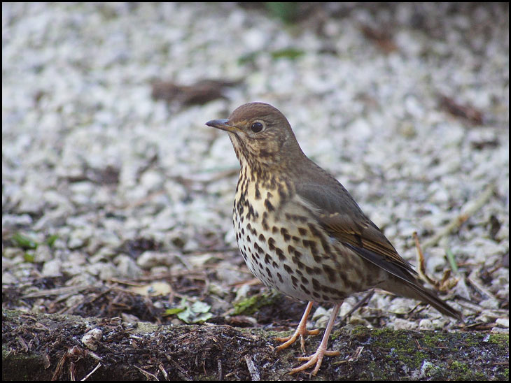 Mistle Thrush