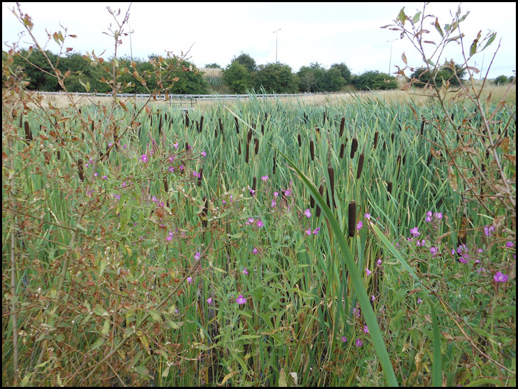 Bulrushes