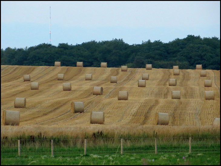 Harvest