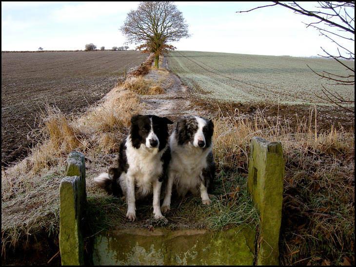 2 Collies