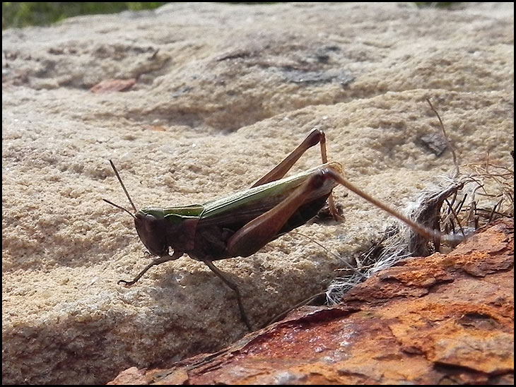 Grasshopper