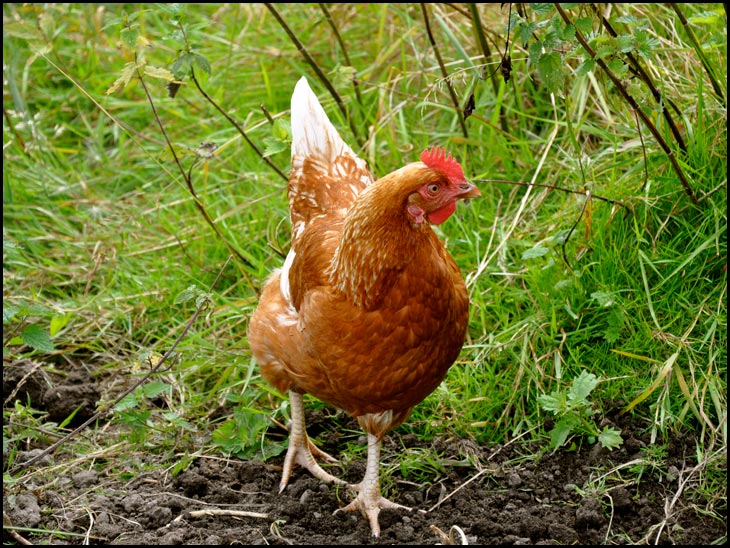 Attilla the hen