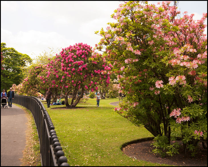 Rhododendrons