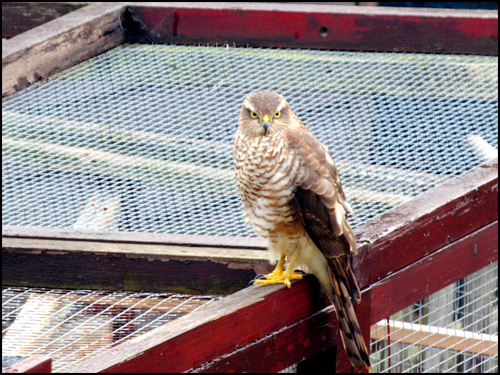 Sparrow Hawk