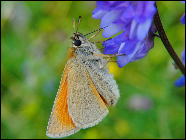 Skipper Butterfly