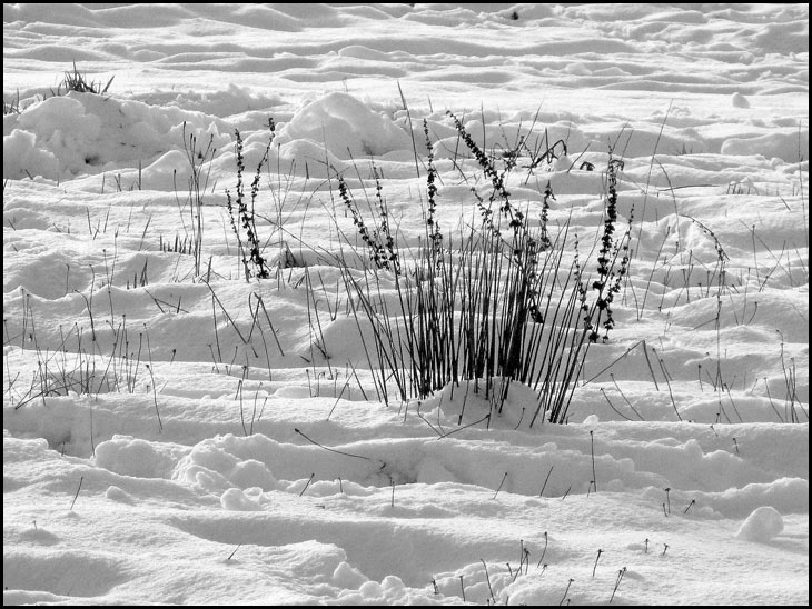 Winter, Aspull Moor