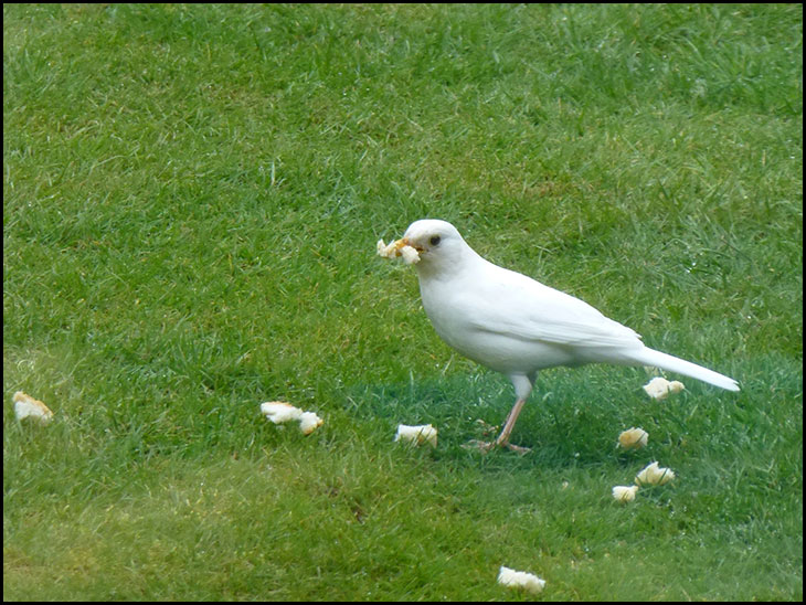 Albino blackbird