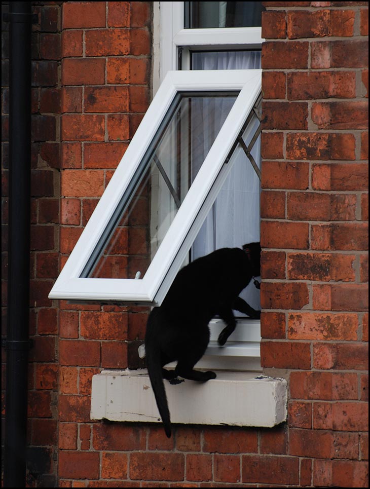 Cat Burglar