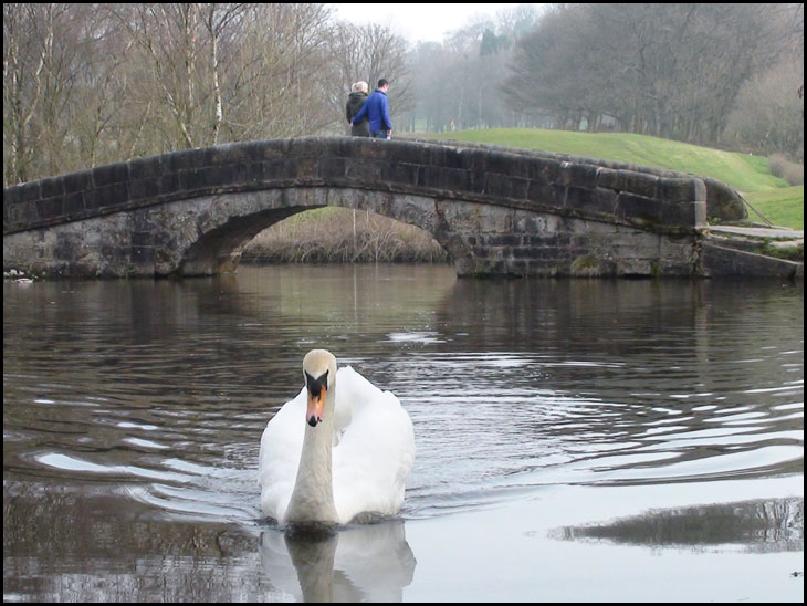 Swan (Cracked Beak)...