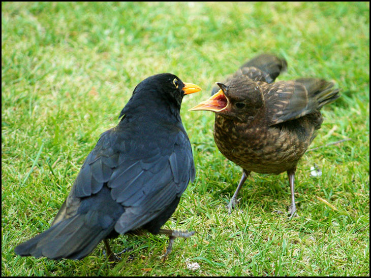 Feeding time