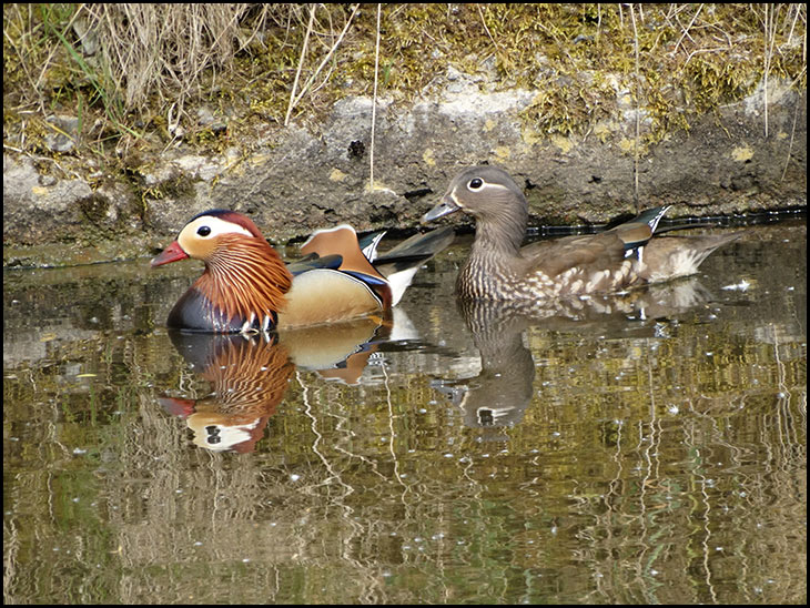 Mandrin ducks