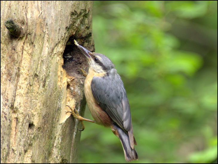 Nuthatch