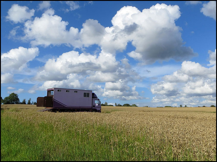 Pink horsebox