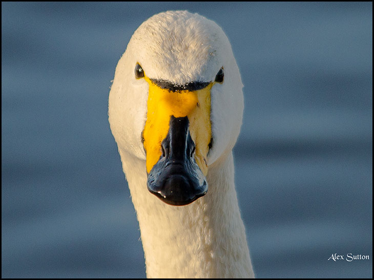 Whooper Swan