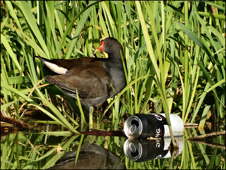 Moorhen with beer can