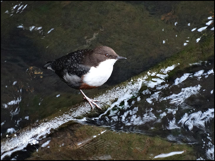 Dipper