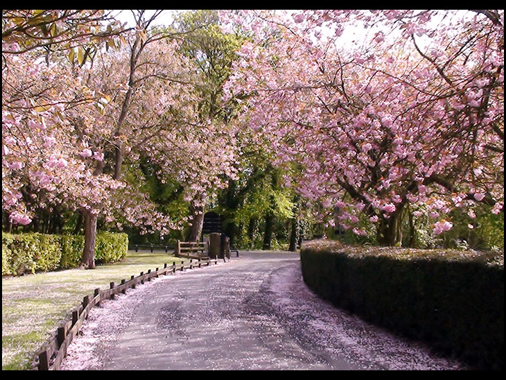 Cherry Blossom