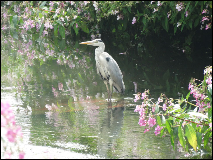 Heron