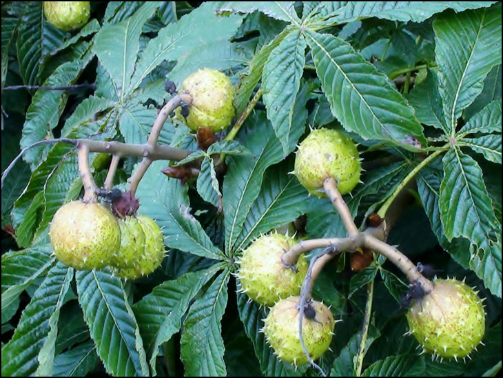 On a Horse Chestnut tree