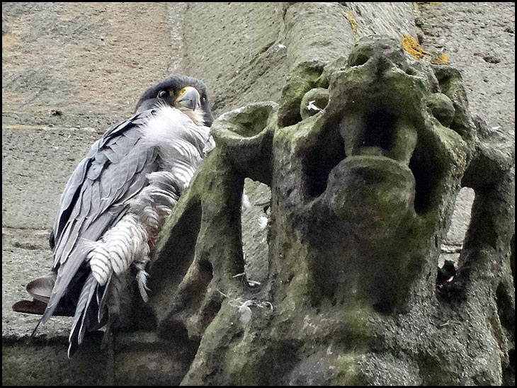 Peregrine Falcon