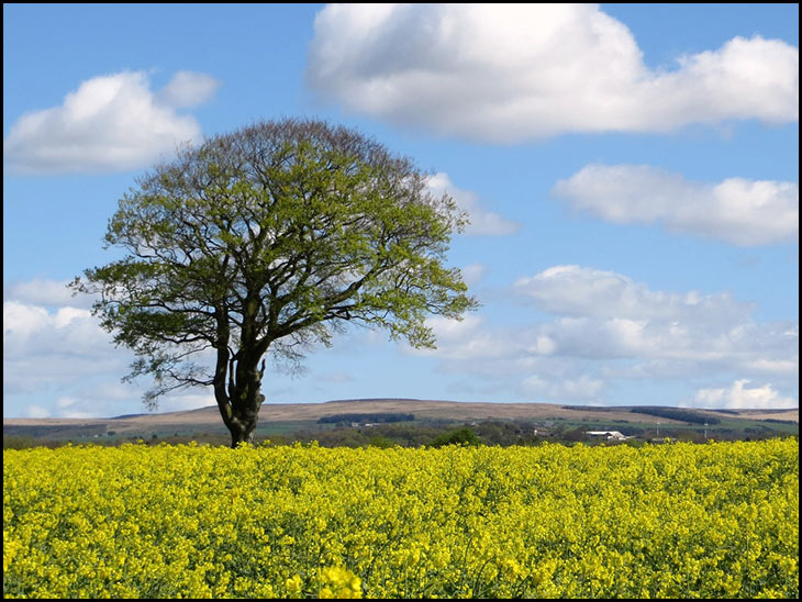 Rape seed fields