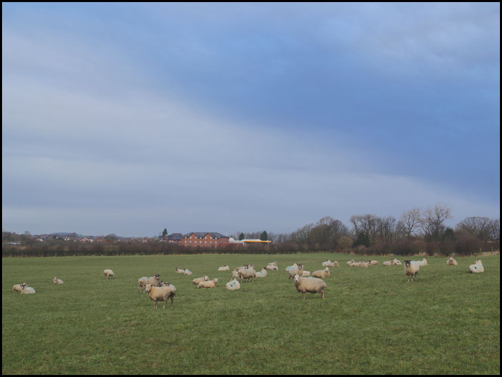 Sheep shall safely graze