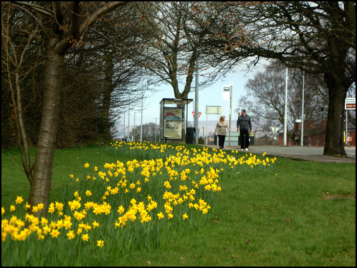 Daffs